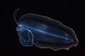   This larval flounder was observed blackwater dive off coast Kona Hawaii. Hawaii  